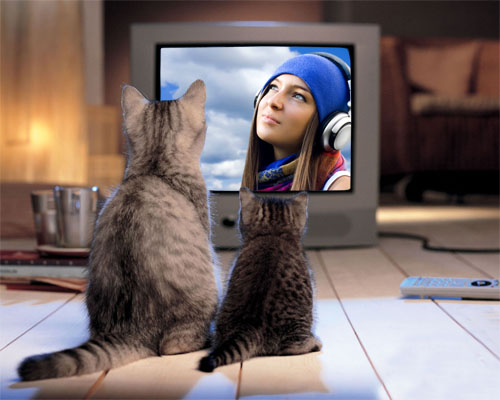 Скачать Рамка для фотомонтажа - Милые 2 кошки у экрана бесплатно, фильм DVDrip мультфильм игру