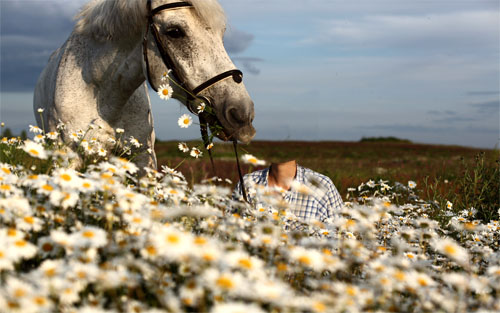 Скачать Шаблон для фото - С белой лошадью в поле ромашек бесплатно, фильм DVDrip мультфильм игру
