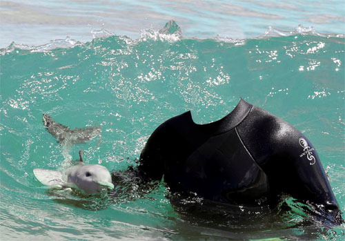 Скачать На море с крошечным дельфином - Шаблон для фотомонтажа бесплатно, фильм DVDrip мультфильм игру