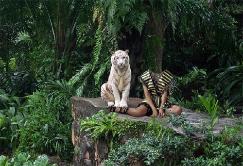 Скачать Шаблон psd - Рядом с белым тигром бесплатно, фильм DVDrip мультфильм игру