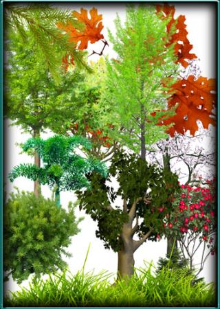 Скачать Сборник фотошоперу - Деревья, растения, кусты бесплатно, фильм DVDrip мультфильм игру