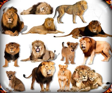 Скачать Клипарты Png на прозрачном фоне - Львы и львицы бесплатно, фильм DVDrip мультфильм игру