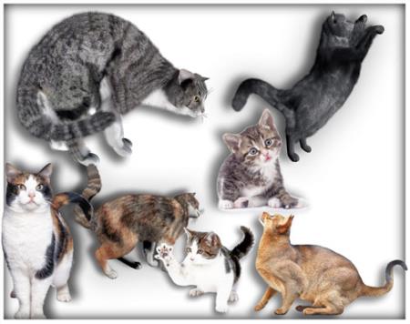 Скачать Новая база png на прозрачном фоне - Коты и кошки бесплатно, фильм DVDrip мультфильм игру