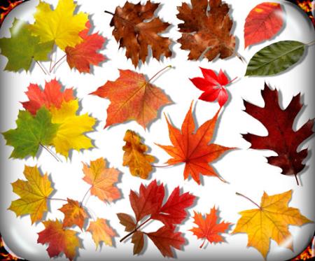 Скачать Png для фотошоп - Осенние листья бесплатно, фильм DVDrip мультфильм игру