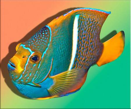 Скачать Картинки в формате png - Дикоративные рыбки бесплатно, фильм DVDrip мультфильм игру