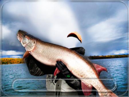 Скачать Шаблон для фотошопа - Рыбак и его улов бесплатно, фильм DVDrip мультфильм игру