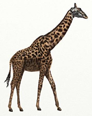 Скачать Нужная коллекция на прозрачном фоне - Африканские жирафы бесплатно, фильм DVDrip мультфильм игру