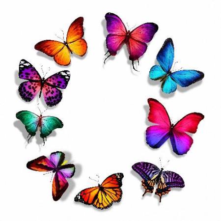 Скачать Качественные png на прозрачном фоне - Цветные бабочки бесплатно, фильм DVDrip мультфильм игру