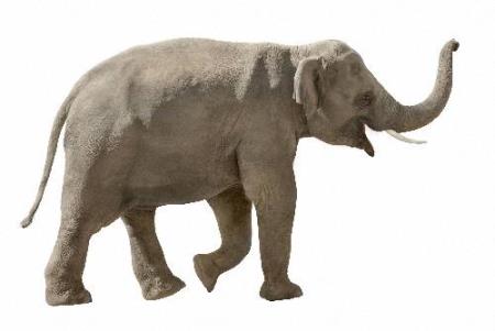 Скачать Png на прозрачном фоне - Африканские слоны бесплатно, фильм DVDrip мультфильм игру