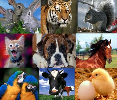 Скачать Множество увлекательных фото с животными бесплатно, фильм DVDrip мультфильм игру